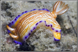 Nudi lovers here is a new one for you to look for on your... by Yves Antoniazzo 